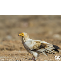 گونه کرکس مصری Egyptian Vulture